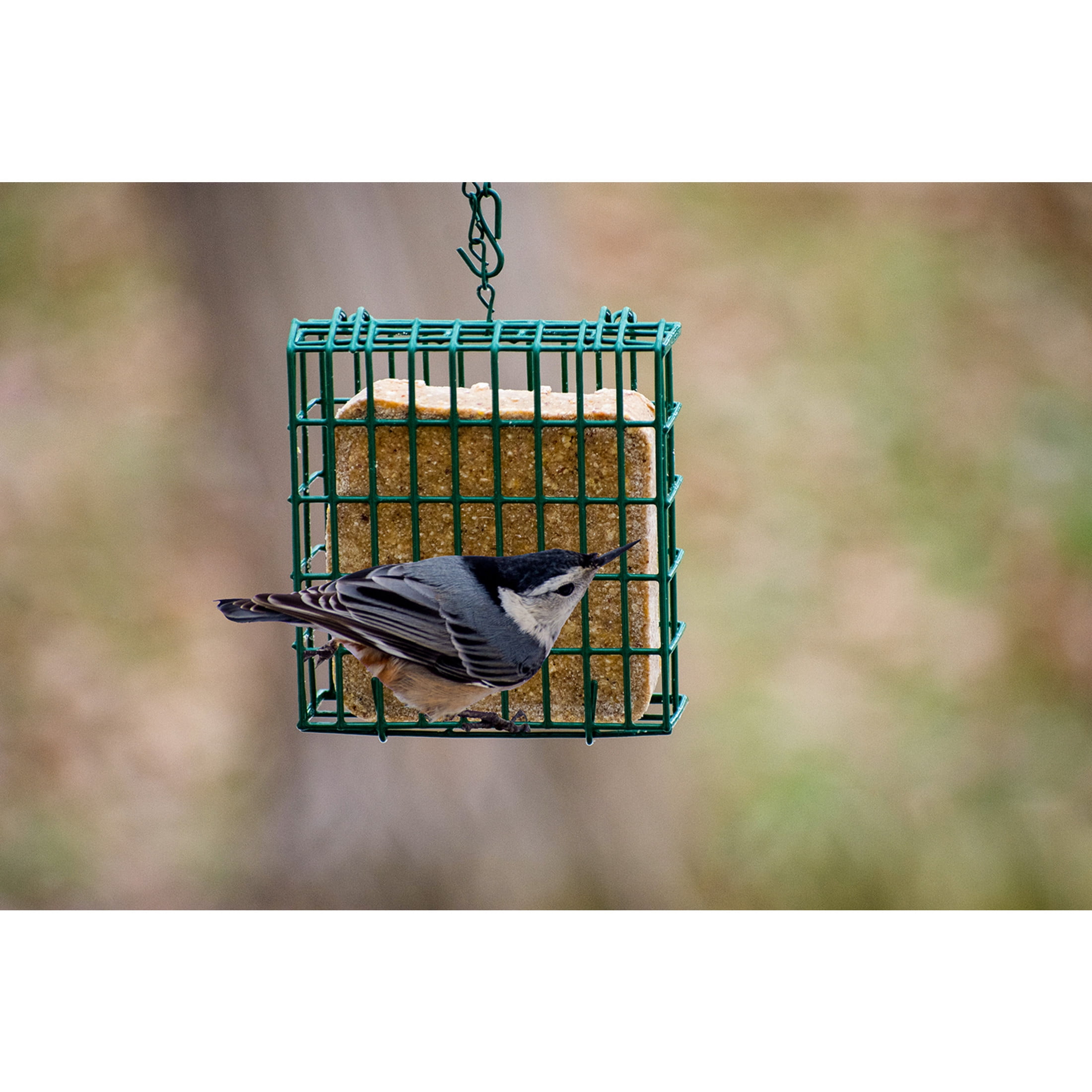 C&S Green Wild Bird EZ Fill Suet Cake Feeder