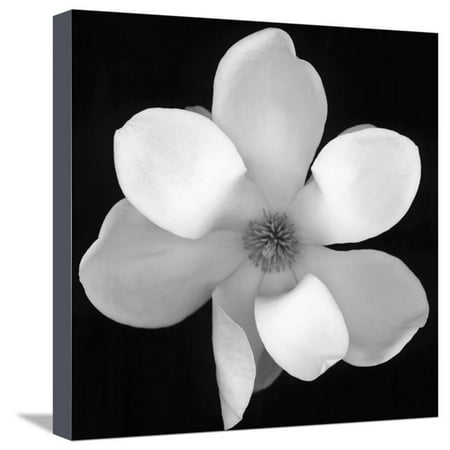 Black and White Magnolia Flower Floral Photography ...