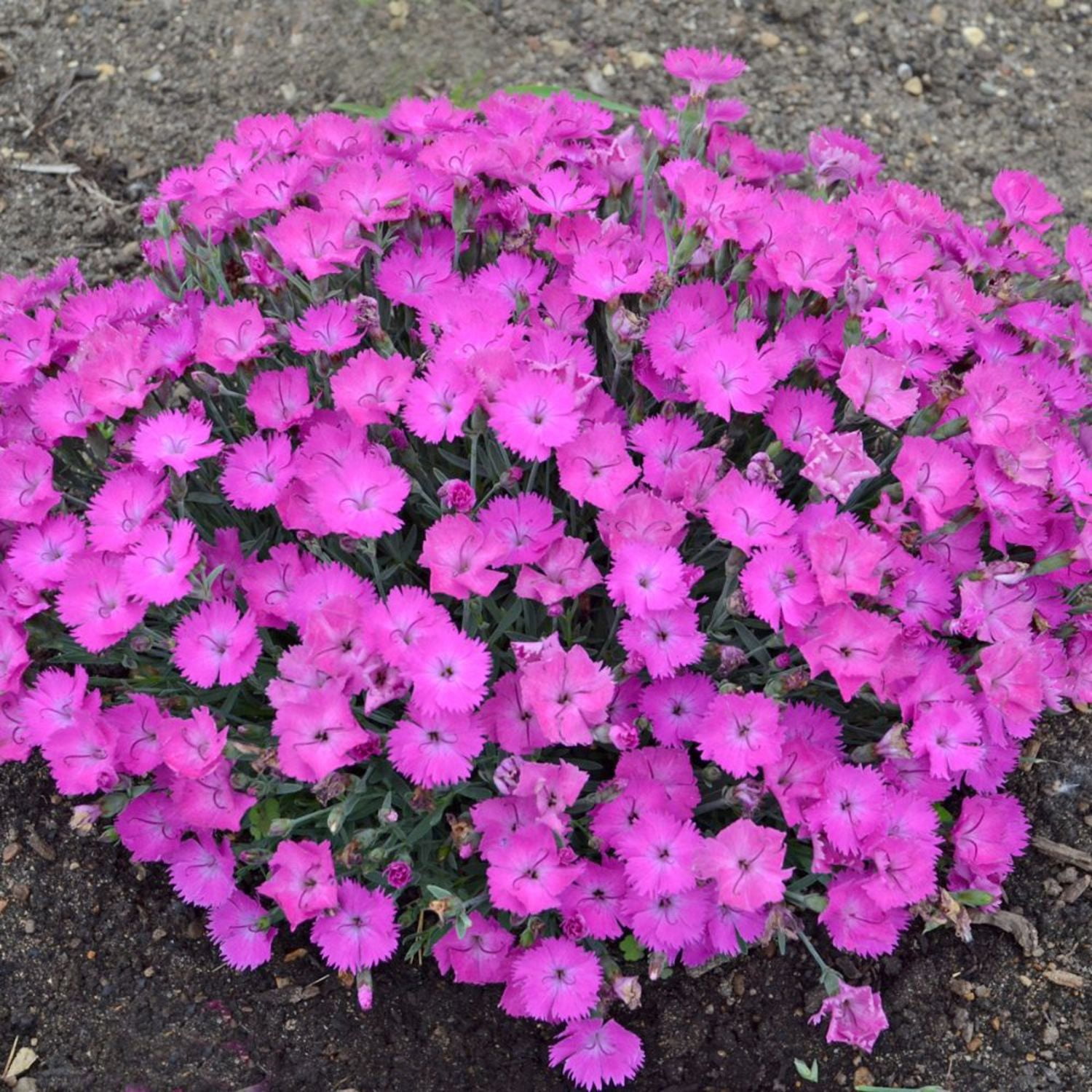 Proven Winners 6" Pink 'Paint the Town Fuchsia' Pinks Live Plant in 6.5" Pot
