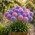 thumbnail image 5 of Allium Bulbs - Ideal for Beds Borders, Plant Pots & Planters, Low Maintenance, 5 of 6