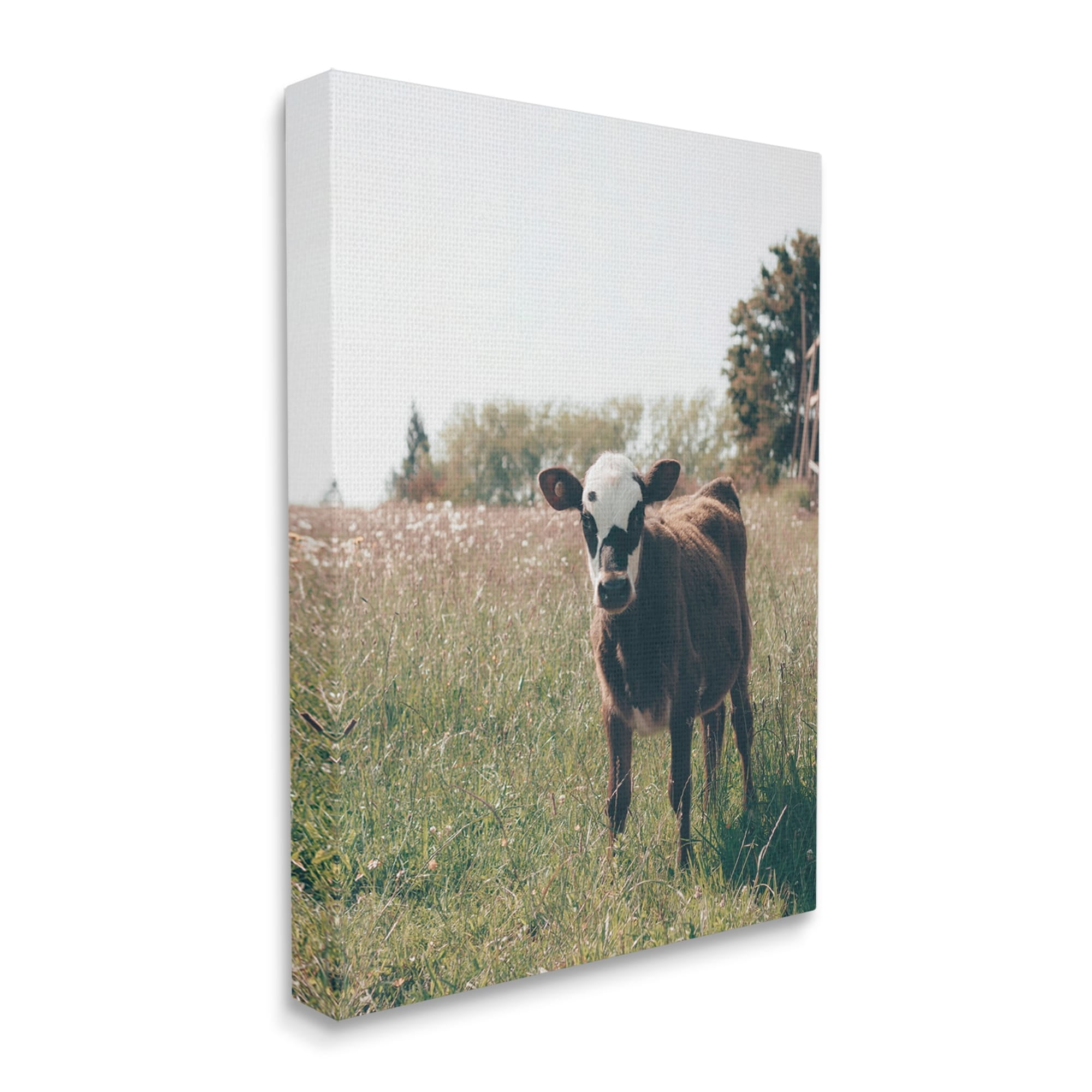 Stupell Industries Cow Calf Rural Farm Meadow Animals & Insects Photography Gallery Wrapped Canvas Print Wall Art