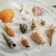 thumbnail image 1 of 12 piezas de conchas marinas grandes mezcla de conchas de playa y estrellas de mar, conchas marinas de estrellas de mar naturales hasta, conchas marinas grandes perfectas para la decoración del acuario DIY Kuyhfg Bienvenido a Kuyhfg, 1 of 5