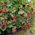 thumbnail image 6 of Navaho Thornless Blackberry Starter Plants, Set of 2, Full Sun, USDA Zones 6-10, Ships Bare Root, No Pot, 6 of 6