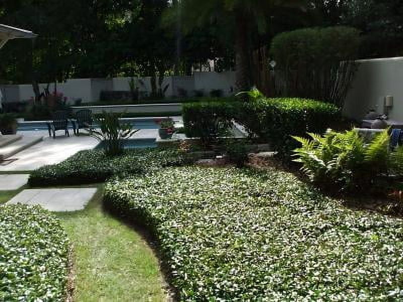 Classy Groundcovers, Asiatic Jasmine, Dwarf Asian Jasmine, Japanese Star Jasmine, Minima Jasmine, Yellow Star Jasmine (25 Pots, 3 1/4 inch square)