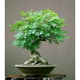 thumbnail image 3 of Bonsai Seed Bundle #3 - Japanese Red Maple, Black Cherry, Tree of Life Seeds Bundle, 3 of 5