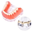 thumbnail image 4 of Modelo de sobredentadura, modelo de estudio de dientes dentales, modelo de estudio de dientes dentales, modelo de estudio dental confiable y duradero, 4 of 8