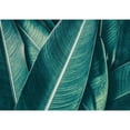 thumbnail image 3 of PhotoINC Studio 18x14 Black Modern Framed Museum Art Print Titled - Banana, 3 of 5