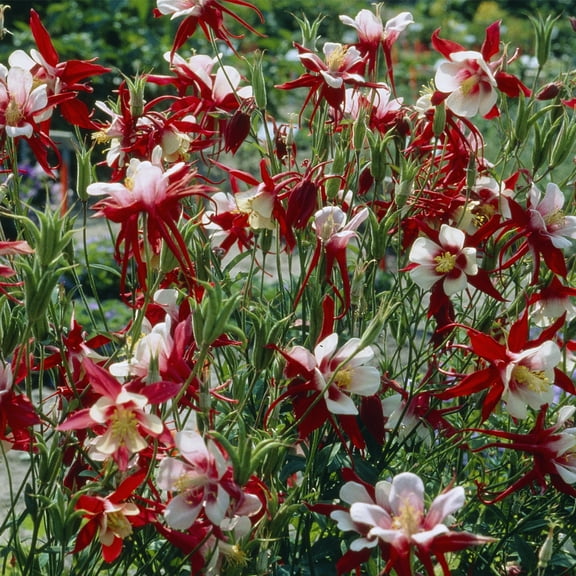 Van Zyverden Aquilegia Columbine Crimson Star Set of 5 Plant Roots Multicolor Partial Sun Perennial Pollinator 1 lb