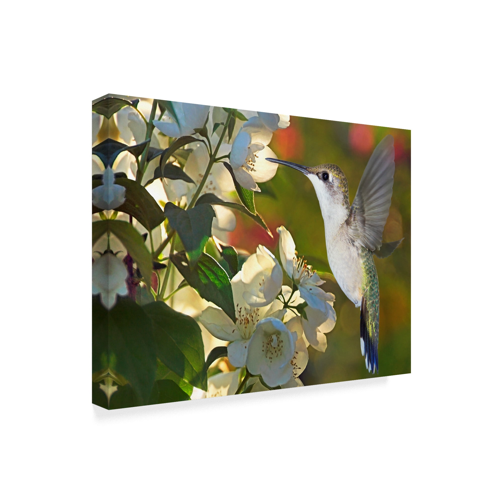 Trademark Fine Art 'The Flower Dance II' Canvas Art by Leda Robertson
