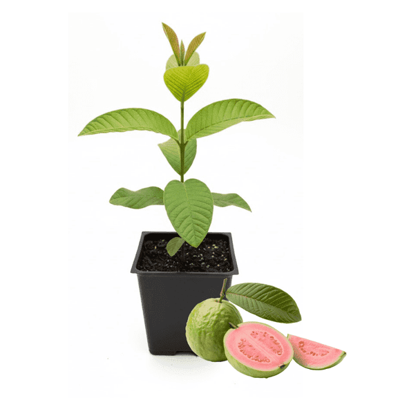 Pink Guava Tree Live Plant, 9 - 11 Inches Tall, 4 Inches Pot, Sweet Tropical Fruit, Pink Guava Plant for Outdoor Gardening