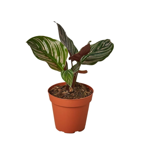 Calathea 'Ornata', 4" Pot, Easy Care, Live Plant for Indoor & Outdoor