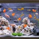 thumbnail image 2 of Adorno de pez de acuario de plástico realista de 15 piezas, 2 of 5
