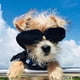 thumbnail image 2 of Gafas para perros, gafas de sol anti-UV para perros, gafas para mascotas con correas ajustables para gatos y perros pequeños - Negro, 2 of 5