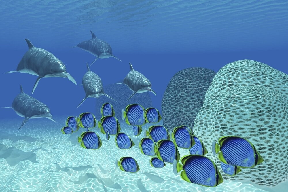 A Pod Of Bottlenose Dolphins Chase After A School Of Blackback Butterflyfish Poster Print By Corey Ford Stocktrek Images Walmart Com Walmart Com A Pod Of Bottlenose Dolphins Chase After A School Of Blackback Butterflyfish Poster Print By Corey Ford Stocktrek Images Walmart Com Walmart Com
