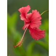 thumbnail image 2 of Merrill Images 19x24 Gold Ornate Wood Framed with Double Matting Museum Art Print Titled - Fiji-Taveuni Island Close-up of hibiscus flower, 2 of 4