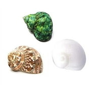 Hermit Crab Shells Turbo Shells 3Pc Natural Medium To Small Hermit Crab Shells
