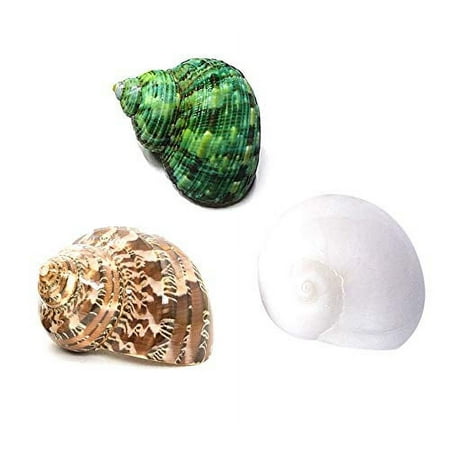 Hermit Crab Shells Turbo Shells 3Pc Natural Medium To Small Hermit Crab Shells