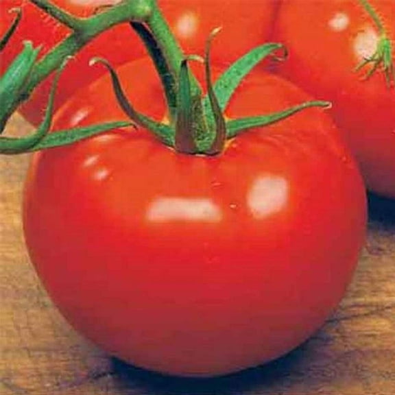 Tomato Garden Seeds - Ace 55 VF - 1 Oz - Non-GMO, Heirloom Vegetable Gardening Seed