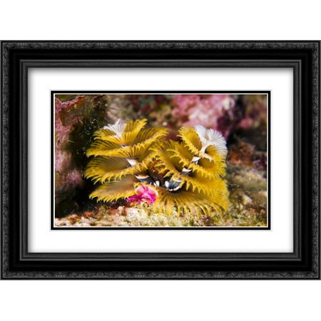 Christmas Netherlands Black Pete Christmas Tree Worm filter feeding while attached to Great Star Coral, Bonaire, Netherlands Antilles 2x Matted 24x18 Black Ornate Framed Art Print by Oxford, Pete ()
