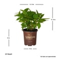 thumbnail image 2 of Southern Living Dear Dolores Hydrangea Live Shrub in 2.5-Quart Grower Pot, 2 of 12