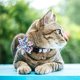 thumbnail image 4 of Collar para gato con flor y cascabel extraíble (azul) - Collar con cascabel, collar de girasol, accesorio para mascotas, ajustable, apto para gatos y cachorros., 4 of 5