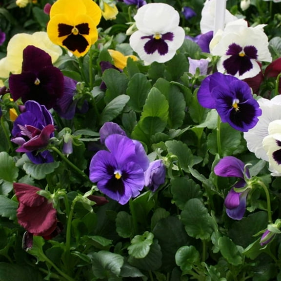 Pansy Flower Garden Seeds - Colossus Series - Color Mix - 500 Seeds - Annual Flower Gardening Seed