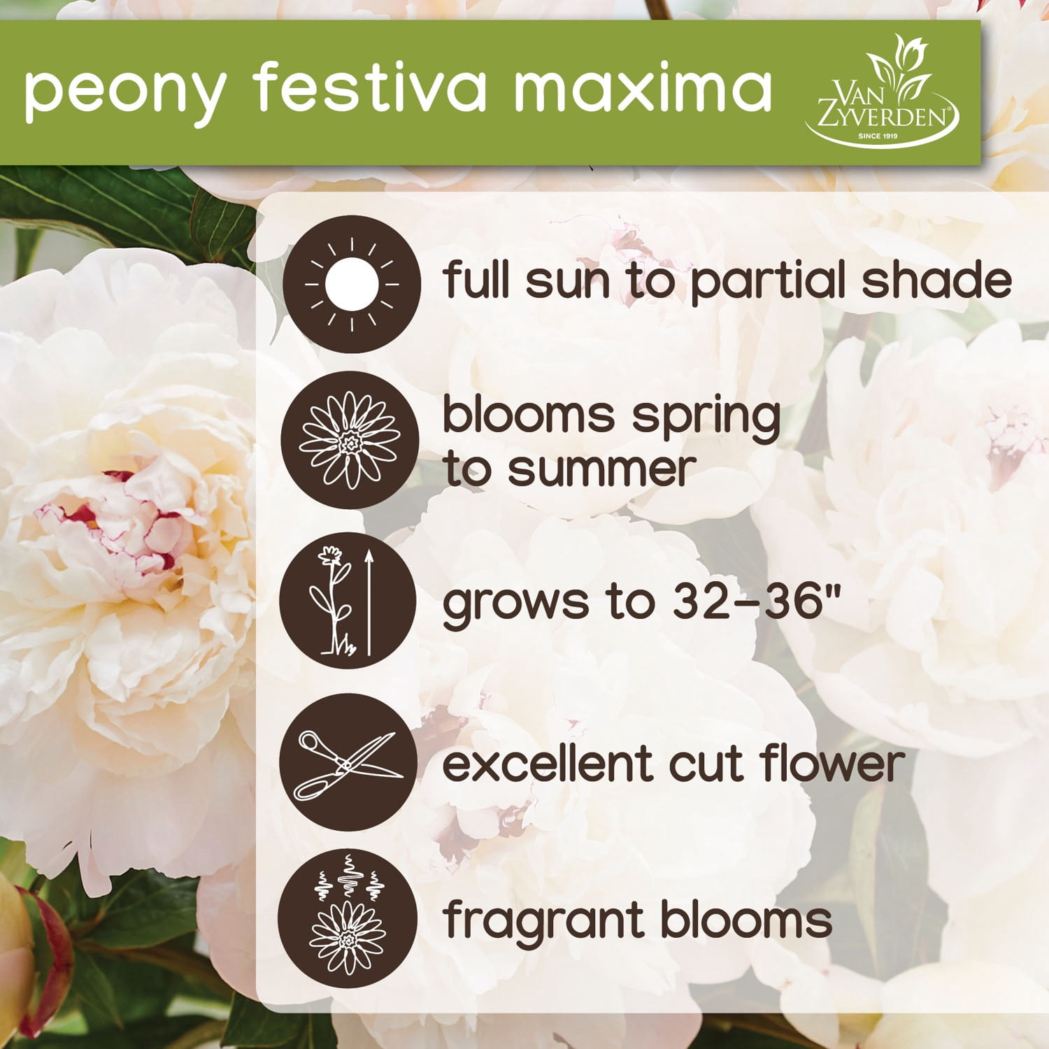 Van Zyverden Peony Festiva Maxima, White Perennial Bloom, Partial