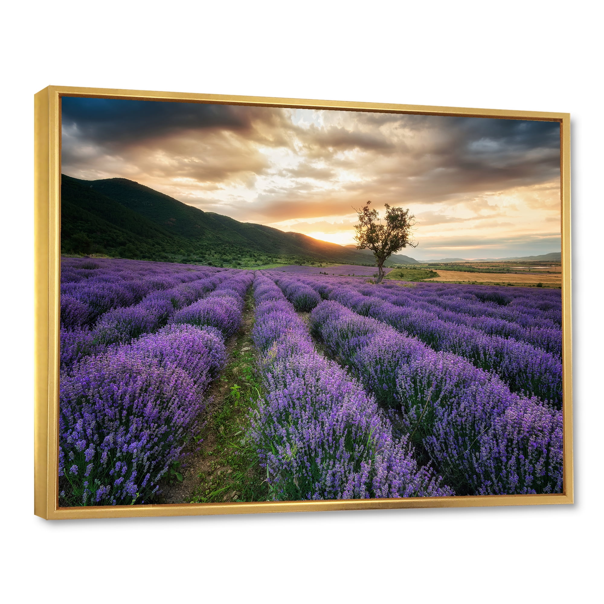 Designart 'Dramatic Clouds and Sunrise Over Lavender Field VII' Farmhouse Framed Canvas Wall Art Print
