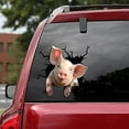 thumbnail image 2 of Etiqueta engomada del coche agrietada del cerdo divertido etiqueta de la ventana del coche Meme ganado 12 X 12 "pegatina del coche del Pvc cerdo 03 JM, 2 of 3