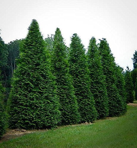Thuja Arborvitae Green Giant - 10 Live Quart Size Plants - Evergreen Privacy Trees