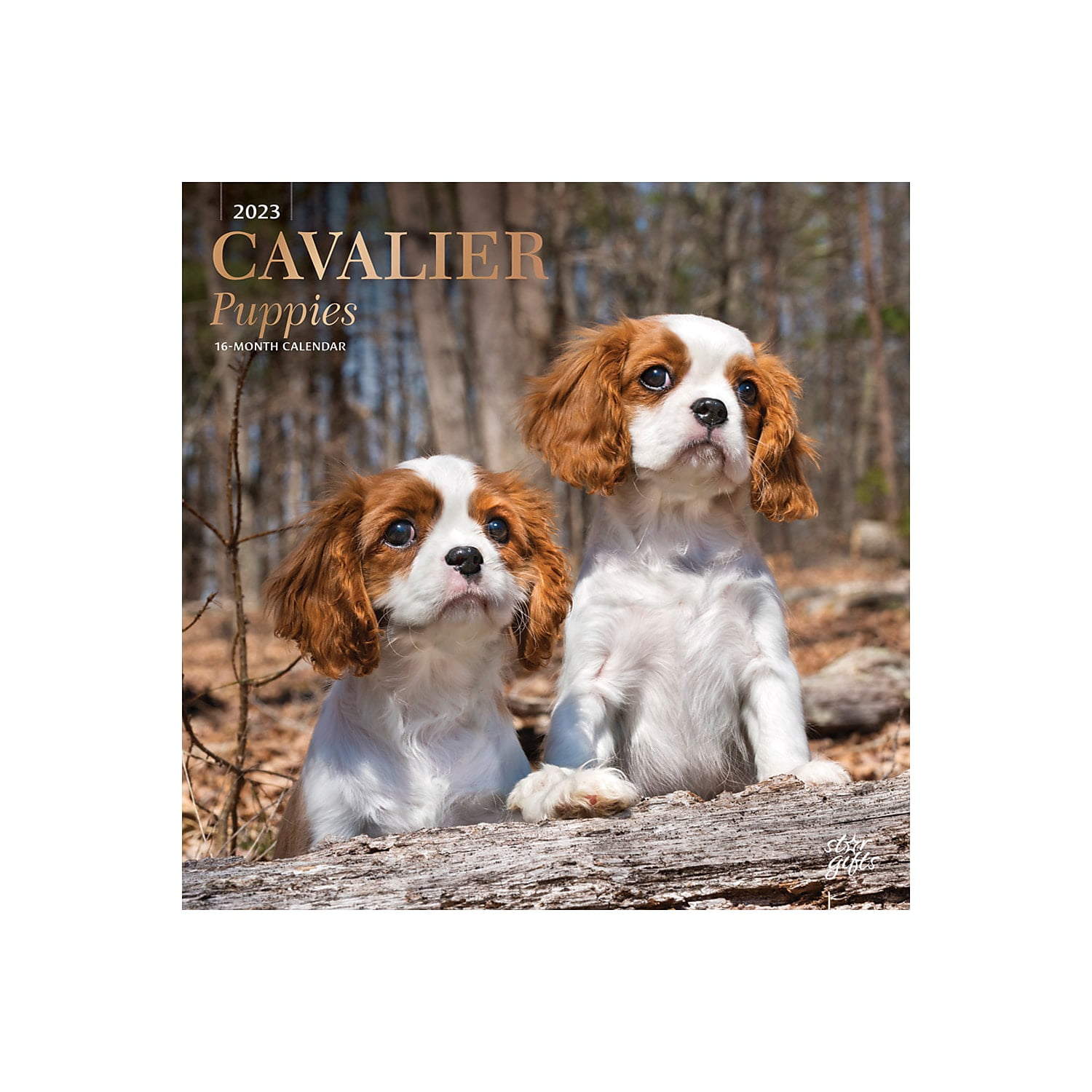 how many litters can a cavalier king charles spaniel have