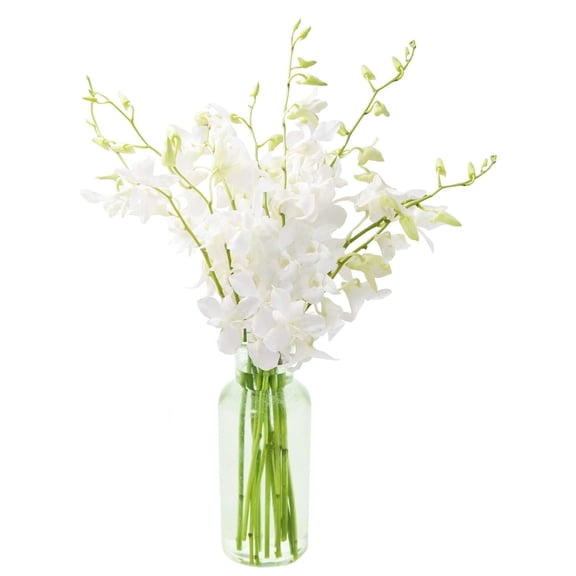KaBloom : Fields of Tranquility Bouquet of 20 White Orchid With Vase.Gift for Birthday, Sympathy, Anniversary, Get Well, Thank You, Valentine, Mother’s Day Fresh Flowers
