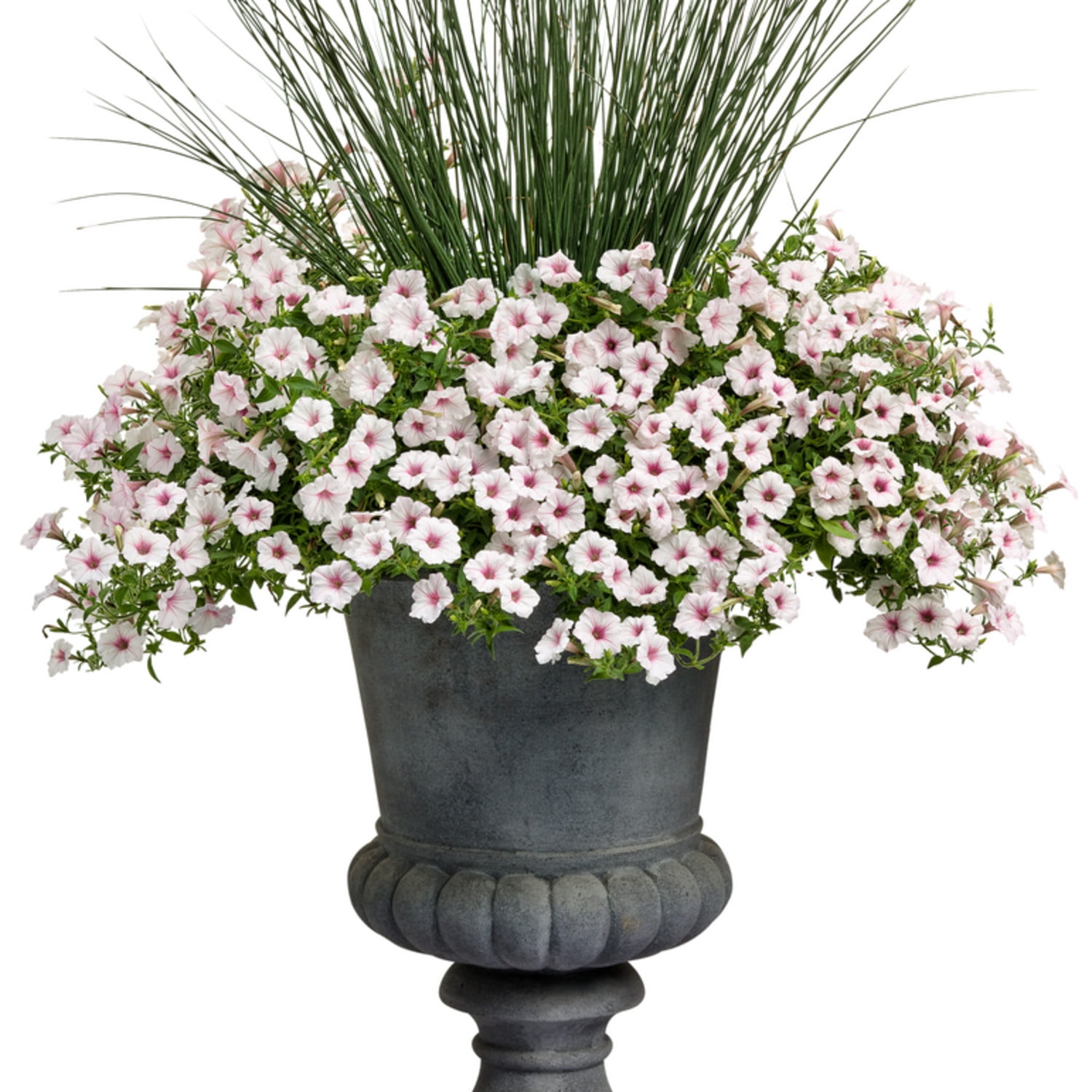 Proven Winners 5" Graceful Grasses Blue Mohawk Soft Rush Live Plant in 4.5" Pot