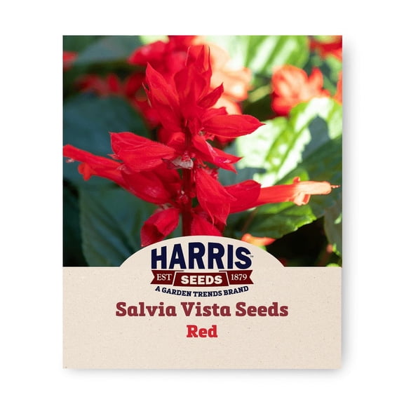 Harris Seeds Salvia Vista Red Seeds Annual Wildflower Plant - 50 Seeds