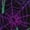 Multi-colored Spiders, variant on Monkeys in the Jungle Print Workout Shorts for Women Soft Smooth Gym Yoga Scrunch Active Tennis Workout Running Shorts