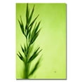 thumbnail image 2 of Trademark Fine Art "Keep Green II" Canvas Wall Art by Lois Bryan, 2 of 3