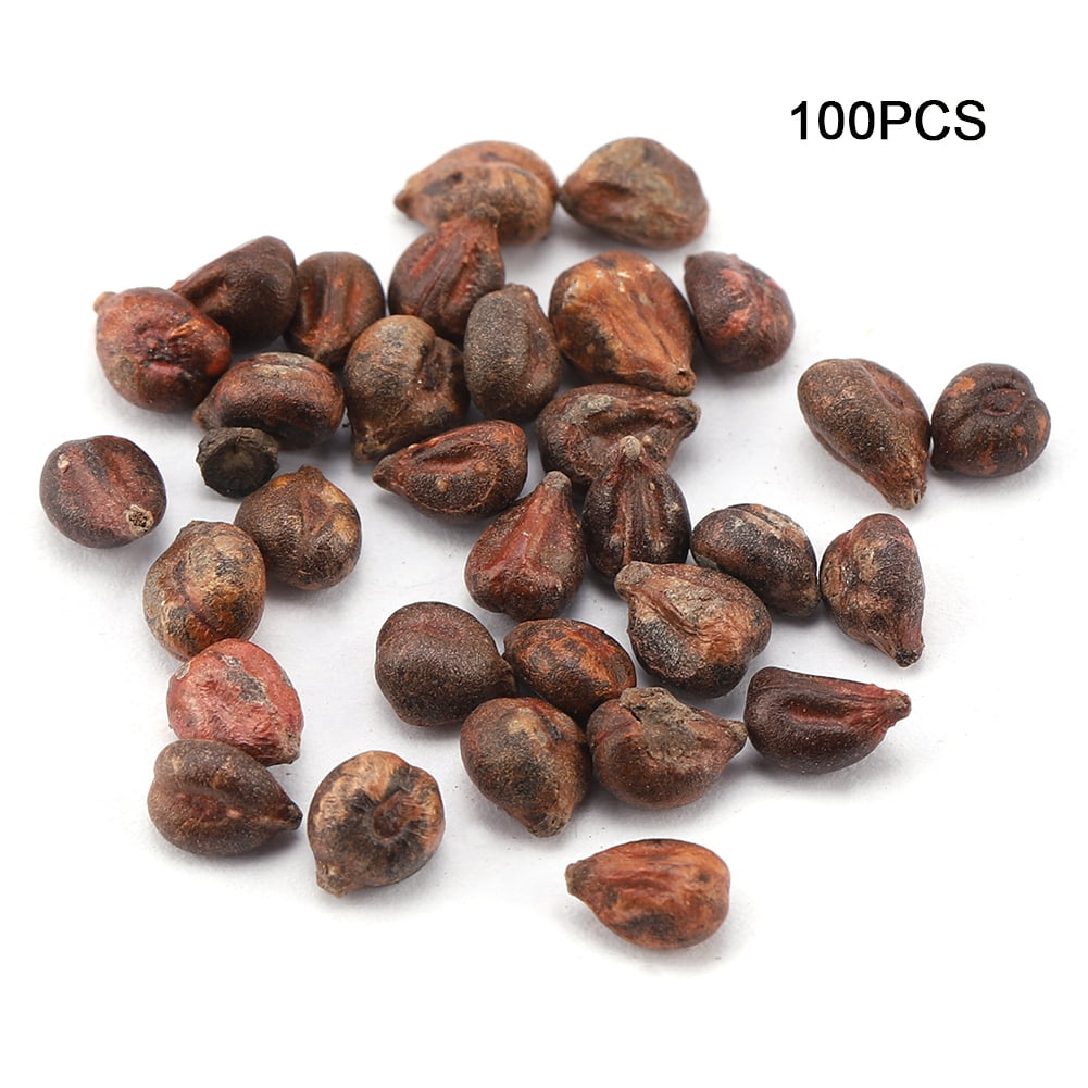 5Pack Sweet Grape Seeds Delicious Natural Growth Fruit Miniature