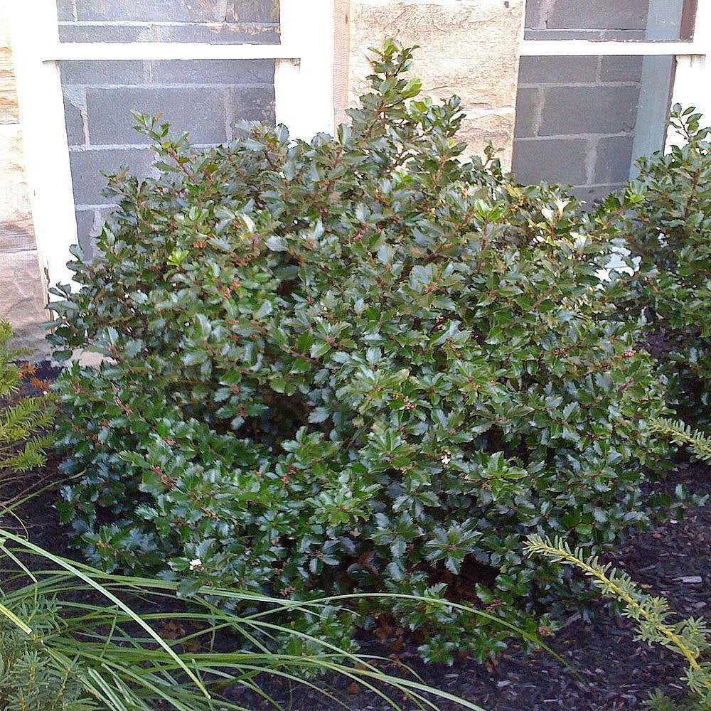 Blue Maid Holly Shrub ubicaciondepersonas.cdmx.gob.mx Blue Maid Holly Shrub ubicaciondepersonas.cdmx.gob.mx