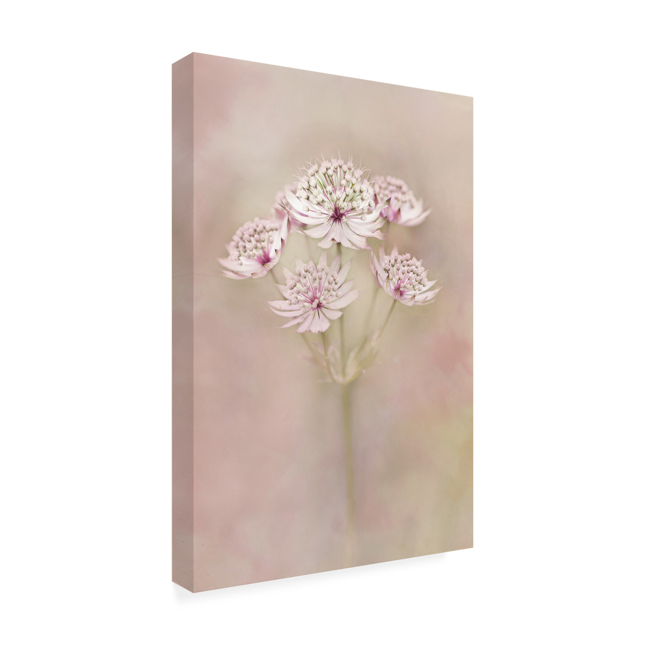 Canvas Wall Art - Alida van Zaane 'Astrantia' Wall Art for Living Room, Bedroom, or Office D?cor by Trademark Fine Art - 30 x 47 Inches