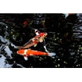 thumbnail image 3 of Aquatic Foods Goldfish Flakes - Premium Tropical Fish Foods - 5-lbs, 3 of 5