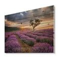 thumbnail image 2 of Designart 'Dramatic Clouds and Sunrise Over Lavender Field VIII' Farmhouse Print on Natural Pine Wood, 2 of 5