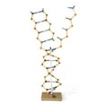 thumbnail image 2 of 3B Scientific W19801 Modèle DNA RNA, 50cm de Hauteur, 2 of 2