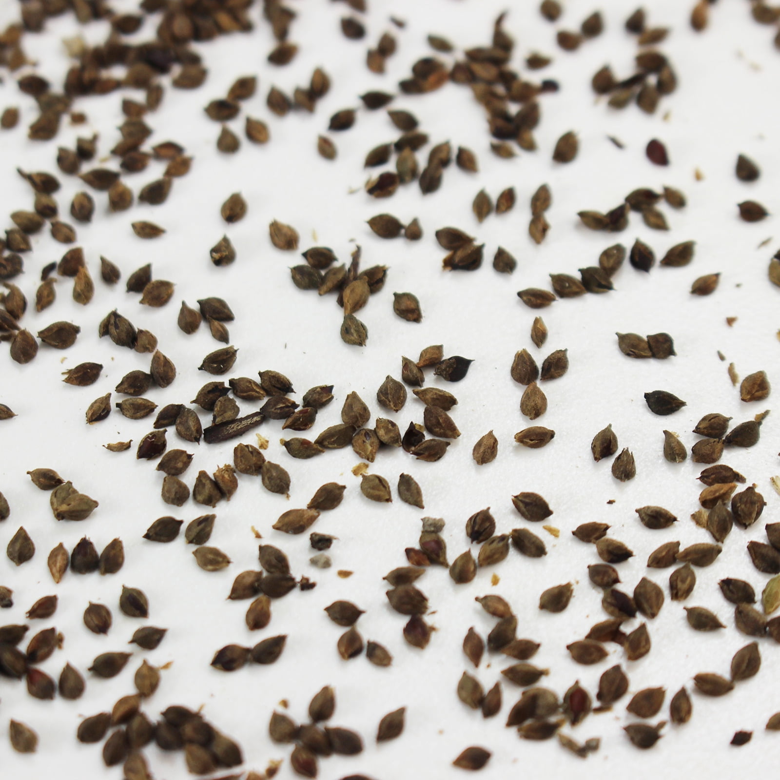 Water Pepper Seeds - 4 Oz Bulk - Non-GMO Culinary Herb Garden & Microgreens - AKA: Asian Marshpepper, Knotweed, Smartweed