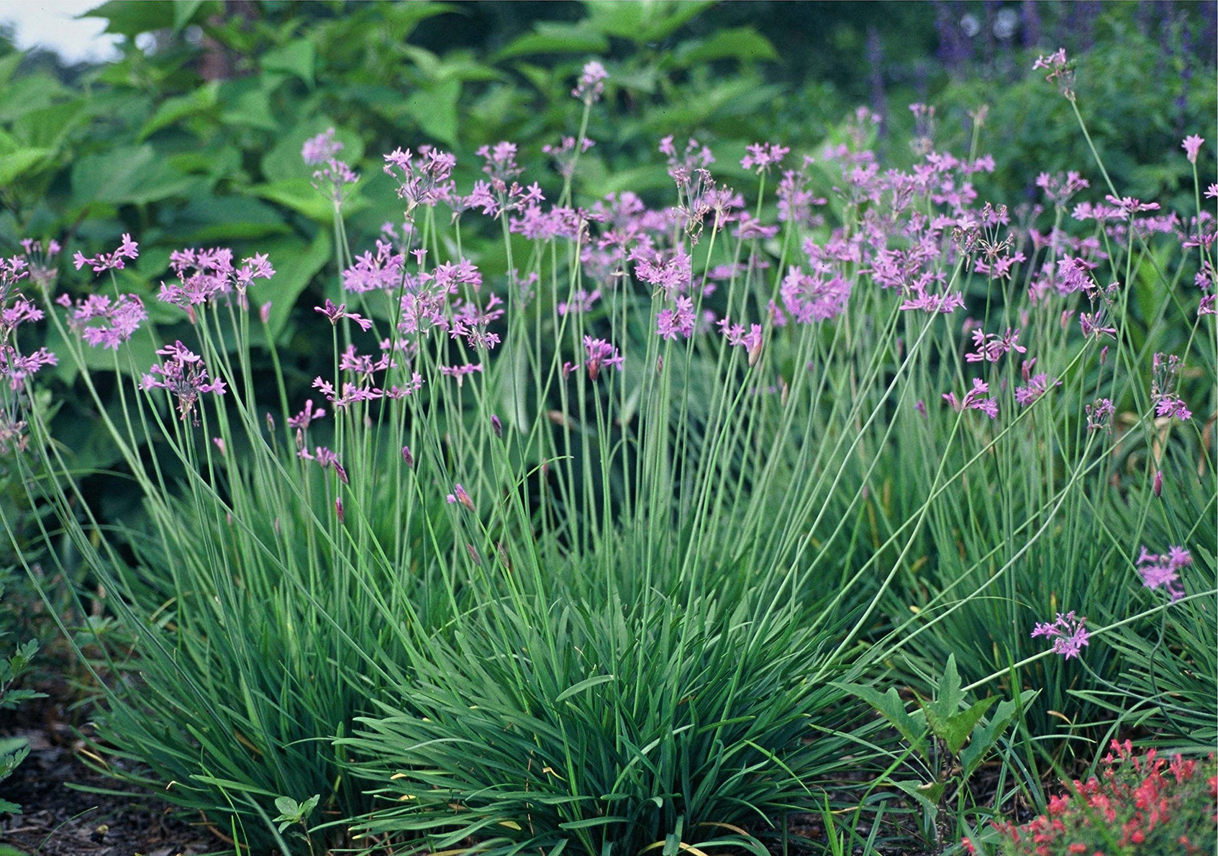 Society Garlic - 3 Live Plants - Tulbaghia Violacea - Butterfly Attracting Flowers