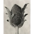 thumbnail image 2 of Blossfeldt, Karl 20x24 Black Ornate Wood Framed with Double Matting Museum Art Print Titled - Blossfeldt Botanical VI, 2 of 4
