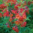 thumbnail image 6 of Southern Living Bells of Fire Tecoma Esperanza Live Shrub in 2.5-Quart Grower Pot, 6 of 8