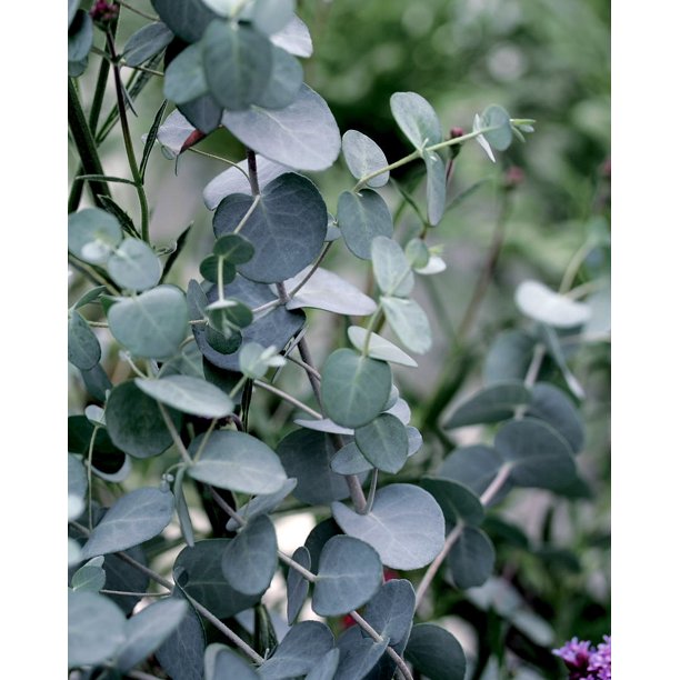 Silver Drop Eucalyptus EASY INDOORS OR OUT Live Plant 3" Pot
