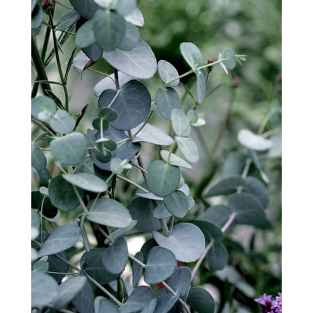 Silver Drop Eucalyptus - EASY INDOORS OR OUT - Live Plant - 3.5