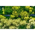 thumbnail image 2 of Molinari, Michele 14x11 White Modern Wood Framed Museum Art Print Titled - Italy-Mantua-forest treetops, 2 of 4