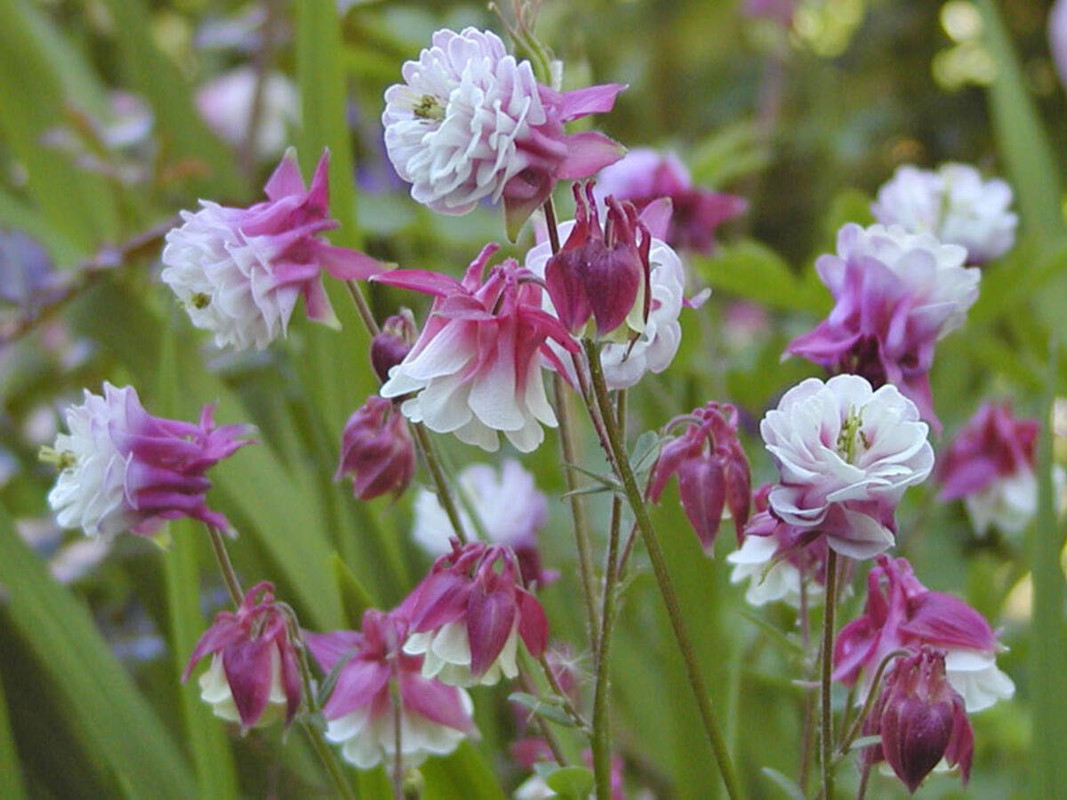 25 Aquilegia 'Petticoat Pink' Seeds - Spurless Heirloom Perennial for Shade & Cottage Gardens - Plant in Late Summer to Early Fall